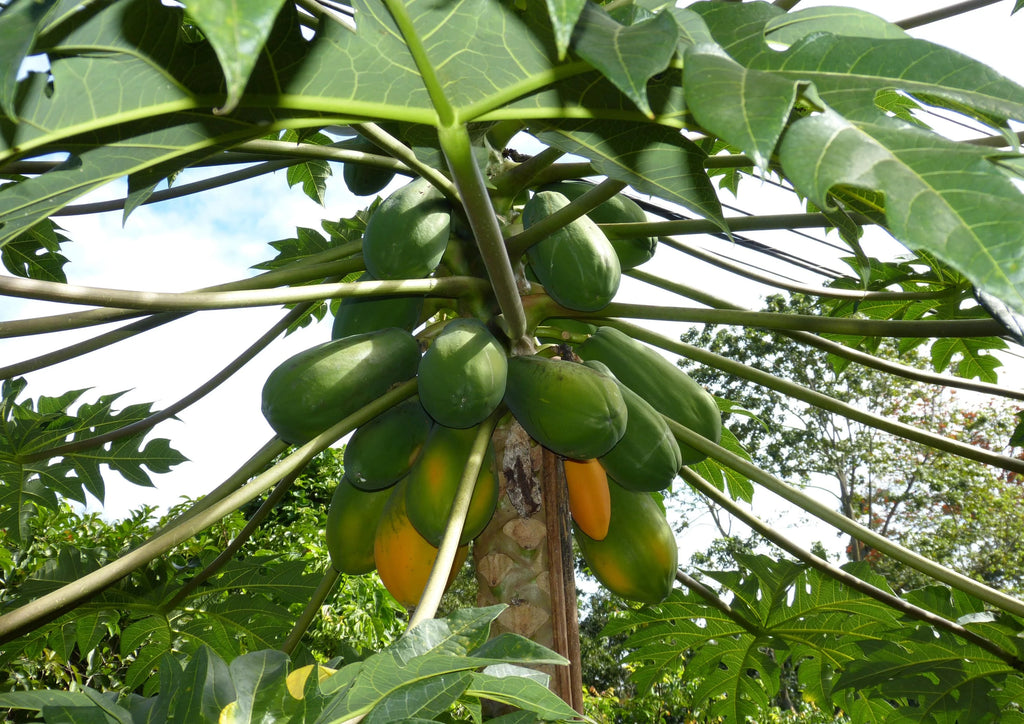 Papaya Powder 5 Pounds O478