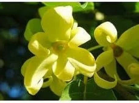 Fragrance Oil 4 Oz K15578