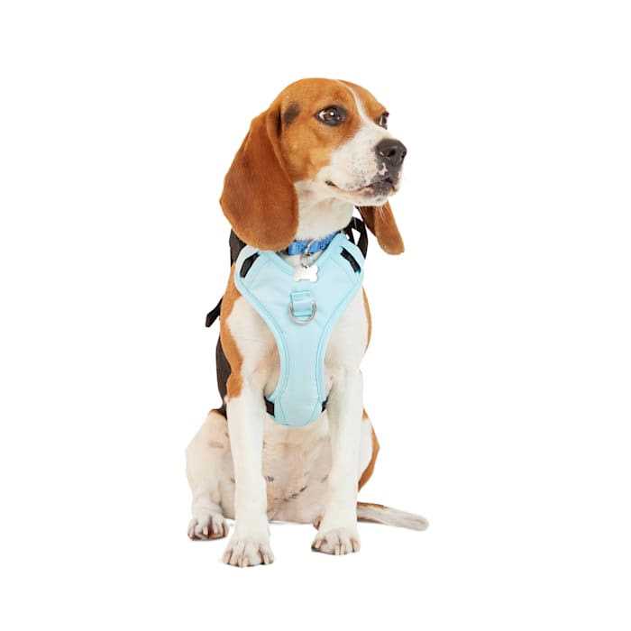 Teal Dog Harness O300241
