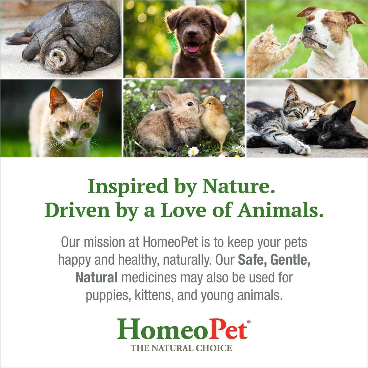 Feline UTI+ Pet Supplies A208